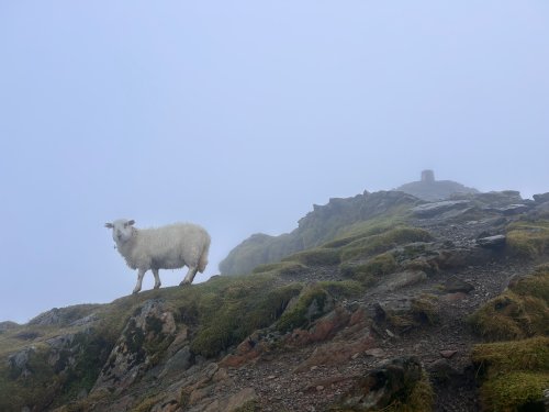 Dafad ddim mor gall wrth y copa