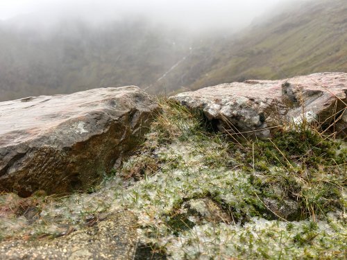 Snow settling late morning